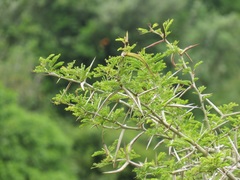 Vachellia kosiensis