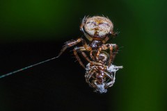 Dipoena melanogaster