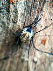 Mitostoma chrysomelas