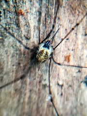 Mitostoma chrysomelas