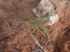 Raphionacme velutina