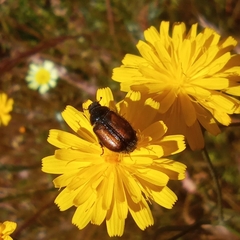 Chasmatopterus villosulus