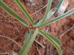 Raphionacme velutina