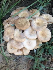 Desarmillaria caespitosa image
