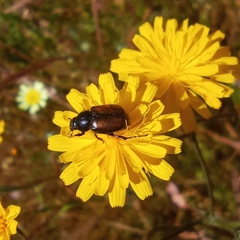 Chasmatopterus villosulus