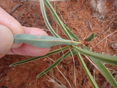 Raphionacme velutina