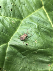 Coreus marginatus