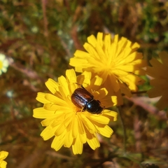 Chasmatopterus villosulus