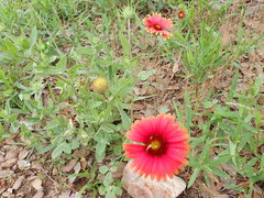 Gaillardia amblyodon
