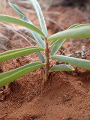Raphionacme velutina