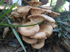Desarmillaria caespitosa image