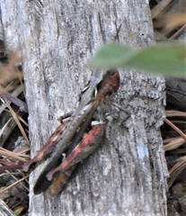 Omocestus raymondi