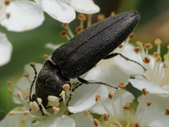 Hemicrepidius hirtus