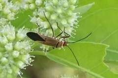 Dysdercus superstitiosus