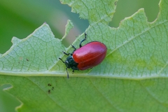 Chrysomela populi