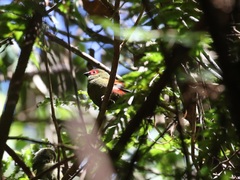 Cryptospiza reichenovii