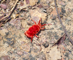 Dinothrombium