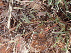 Hermannia coccocarpa