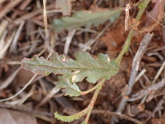 Hermannia coccocarpa