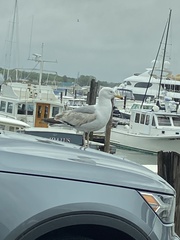 Larus argentatus
