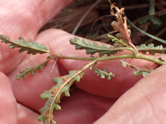 Hermannia coccocarpa