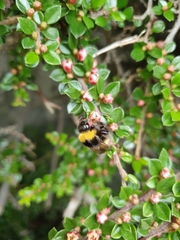 Bombus pratorum