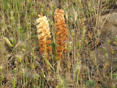 Orobanche amethystea amethystea