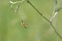 Mangora acalypha
