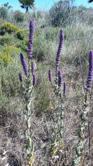 Nepeta tuberosa