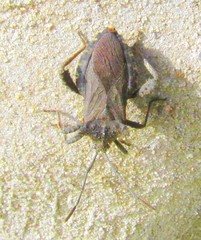 Camptischium