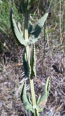 Nepeta tuberosa
