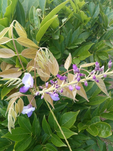 Wisteria image