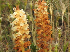 Orobanche amethystea amethystea