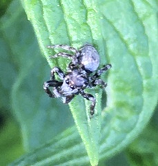 Tusitala