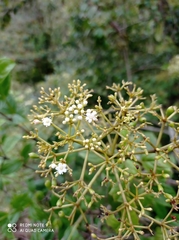 Viburnum tinoides