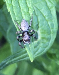 Tusitala
