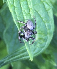 Tusitala