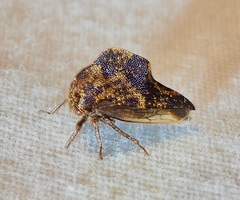 Telamona ampelopsidis