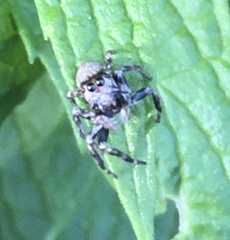 Tusitala