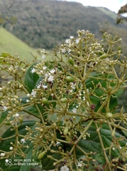 Viburnum tinoides