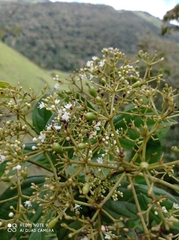 Viburnum tinoides