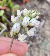 Australian Milk Vetch (Astragalus australis)