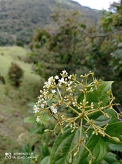 Viburnum tinoides