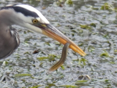 Apodichthys flavidus