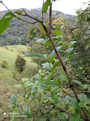Viburnum tinoides