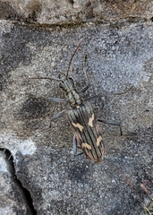 Rhagium bifasciatum