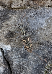 Rhagium bifasciatum