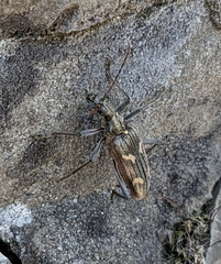 Rhagium bifasciatum