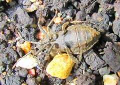 Camptischium