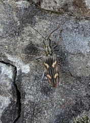 Rhagium bifasciatum